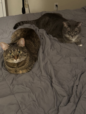 two cats