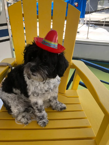 dog with hat on sitting in yellow chair