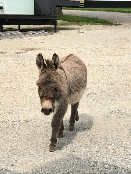 donkey walking in gravel lot