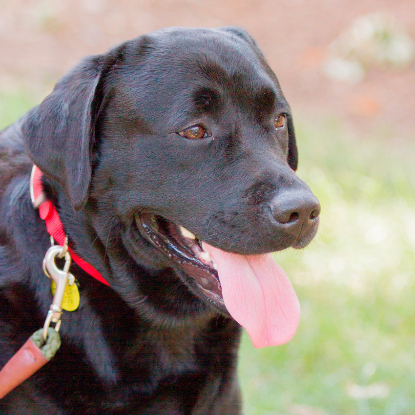 Photograph of a black dog named Duck.