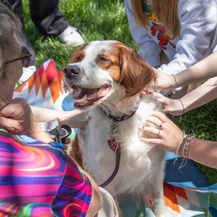 Photograph of a white and red dog named Enya surrounded by people petting her.