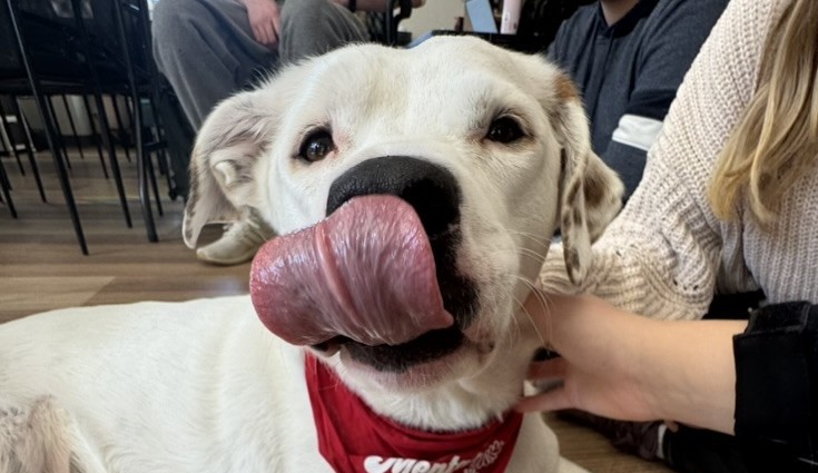 A white dog wearing a red bandana that reads “Mental Health Matters” lies on a wooden floor, playfully licking its nose with its tongue curled upward. A person’s hand pets the dog, and a few people sit in the background.