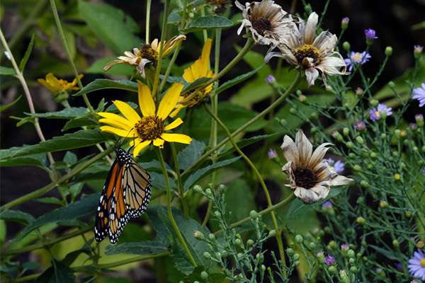 butterfly on a flower