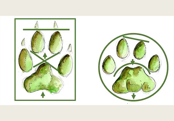 canid and feline tracks