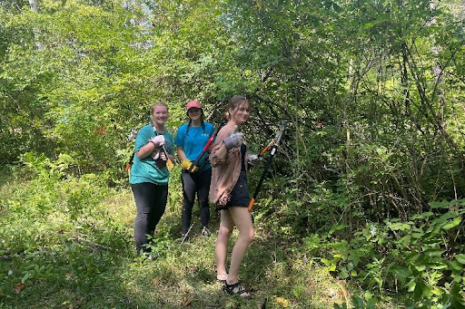 botanical society clearing honeysuckle from natural areas
