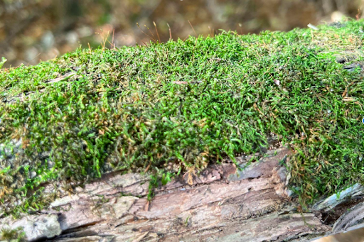 moss on a log