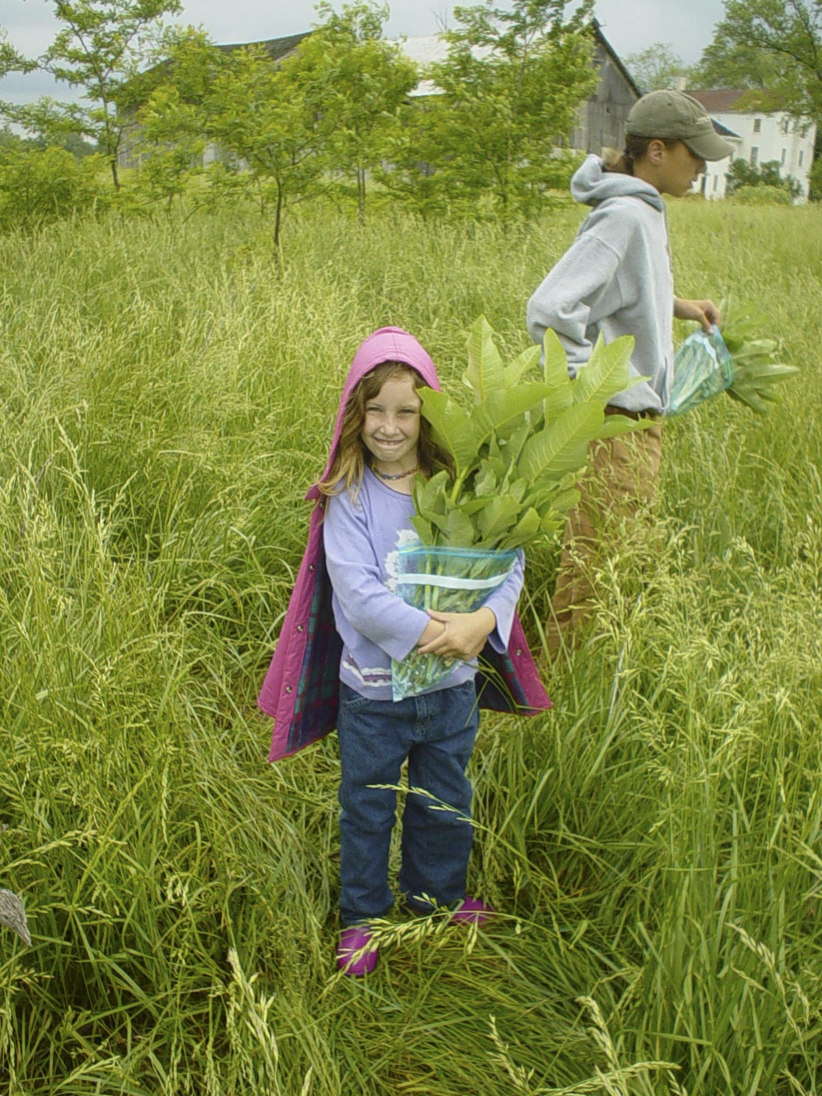 Emma Baldwin harvests milkweed.