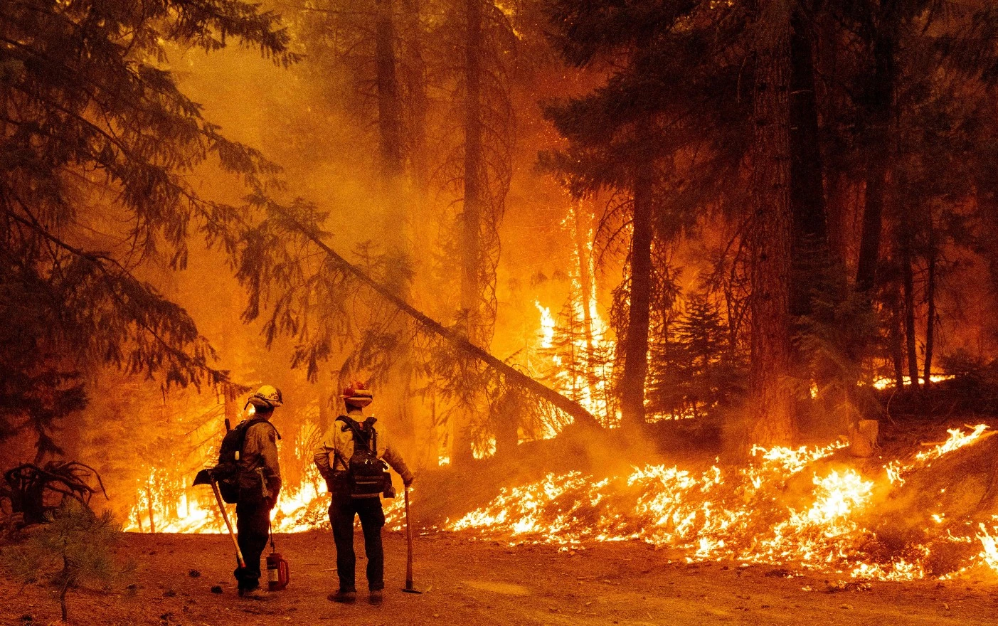 Two fire fighters standing amidst a burning forest