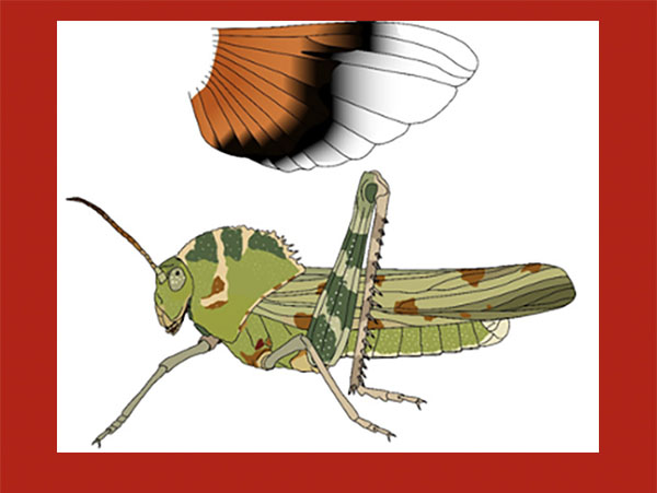 drawing of a grasshopper