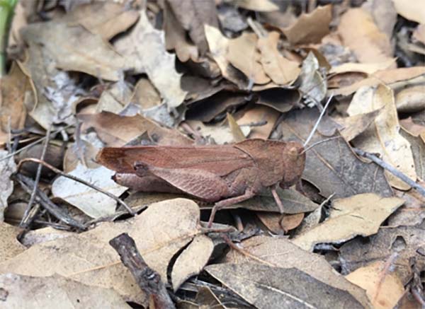 oak leaf grasshopper in oak leaves
