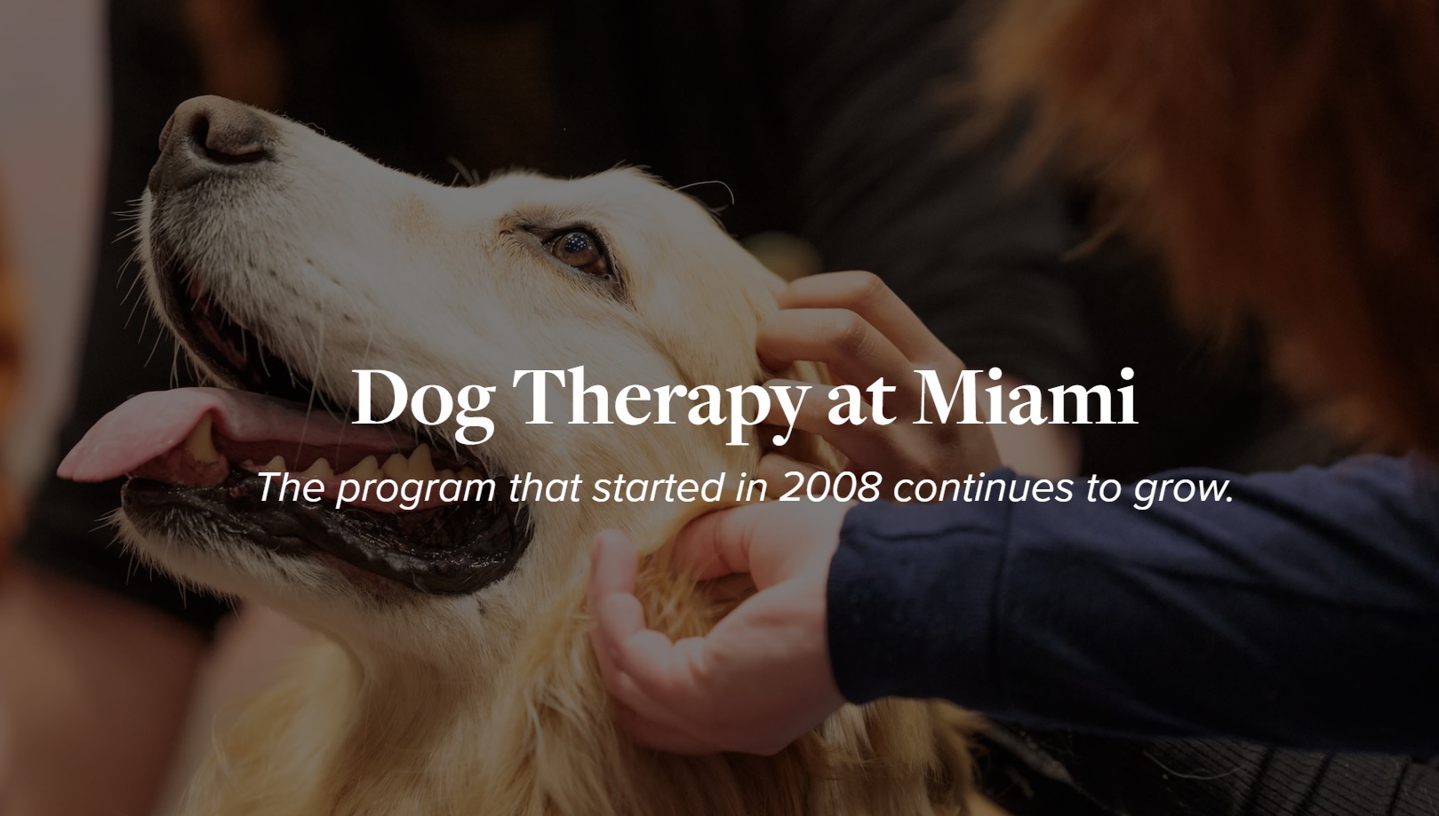 Dog Therapy at Miami, a golden retriever getting pets from a student