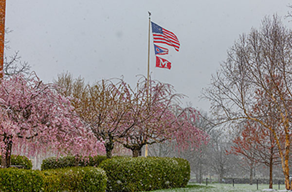 spring snow on weeping cherry trees in bloom and flags on pole in backgrround
