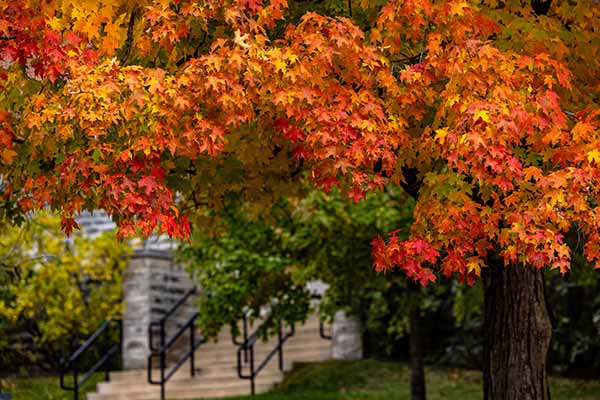 beautiful maple tree with red leaves framing the steps leading to McGuffey Hall south entrance