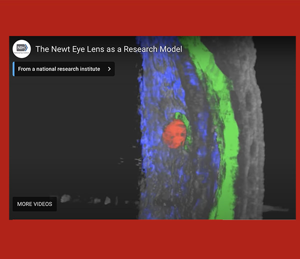 3-d image of a newt eye lens regeneration 