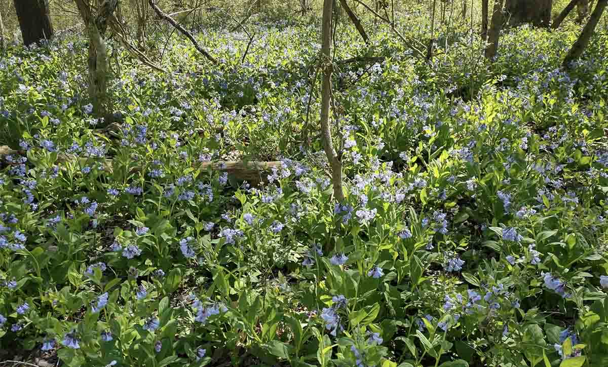 bluebells in Marcum woods