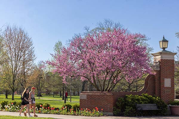 two students walk near the Slant Walk gate with a redbud tree in bloom 