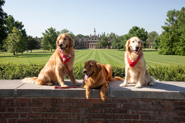 From left to right, Charlie sits with Newton and Ivy on the wall near the Tri-Delta Sundial on Miami's campus with MacCracken Hall in the background (photo by Jeff Sabo).