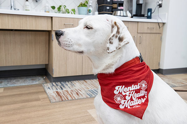 A dog wearing a scarf that says mental health matters