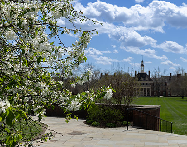 MacMillan Hall in the background framed by a tree with white flower blossoms