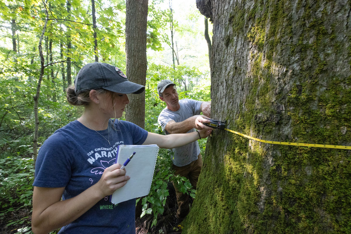 Chloe Trimmer, a senior Finance major and Natural Areas student worker, and Rob Atkinson measure the circumference of the tree with a long measuring tape 
