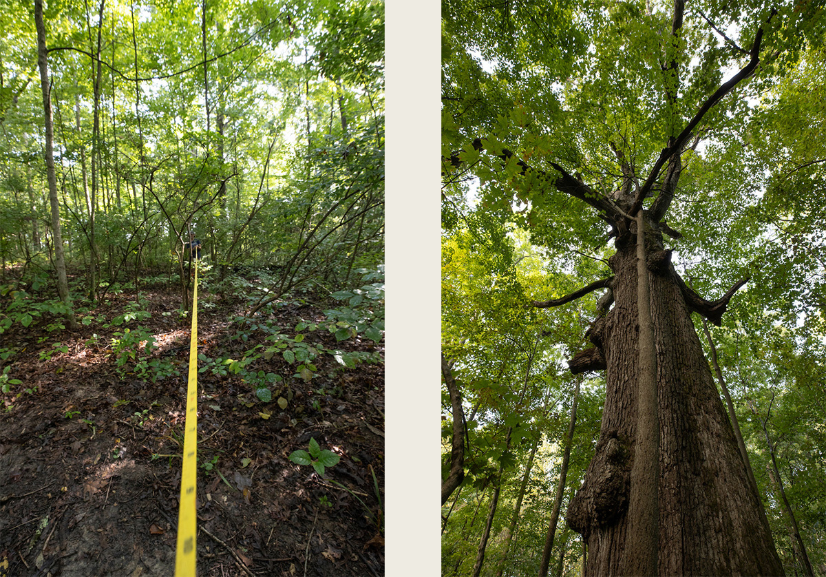 Two images: at left, a measuring tape runs a long way through the understory to measure the tree's crown spread . At right, view from below looking up into the tree's crown