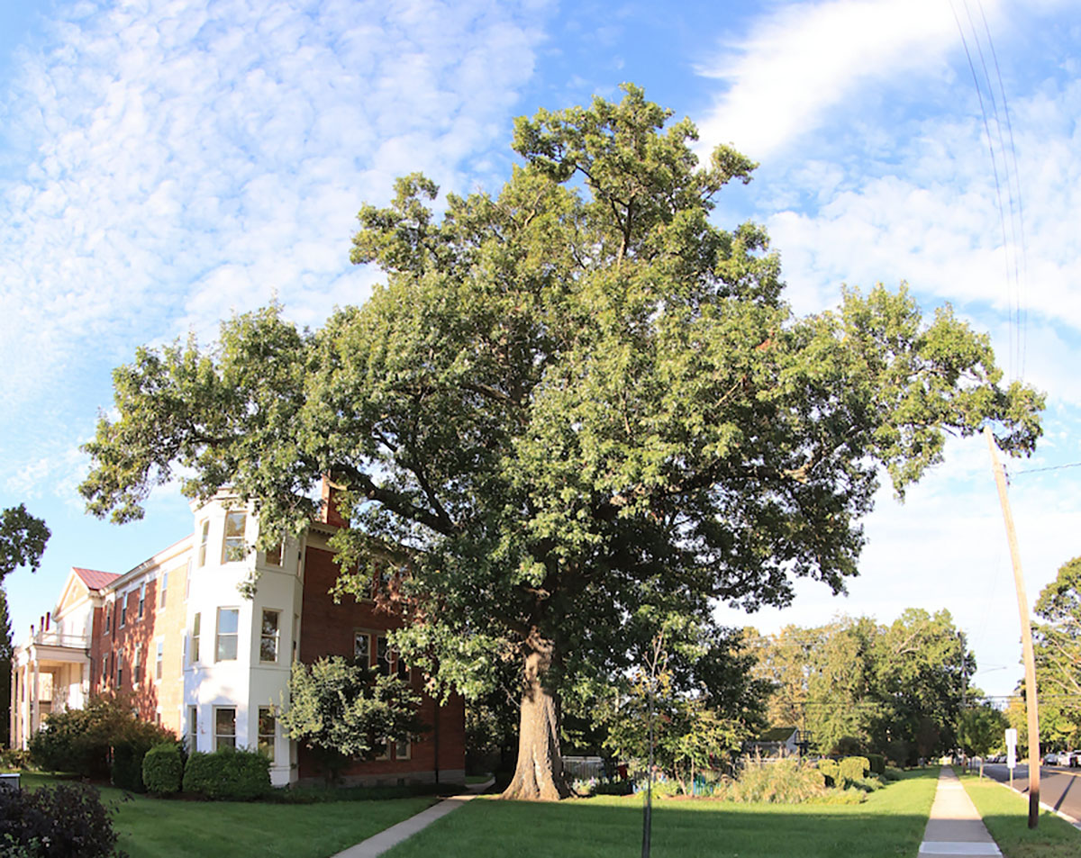 A wide view of the champion red oak next to the Oxford Community Arts Center. 