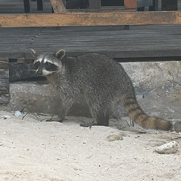 Pygmy raccoon stands next to a wooden deck and looks at a ball made of crumpled receipt paper