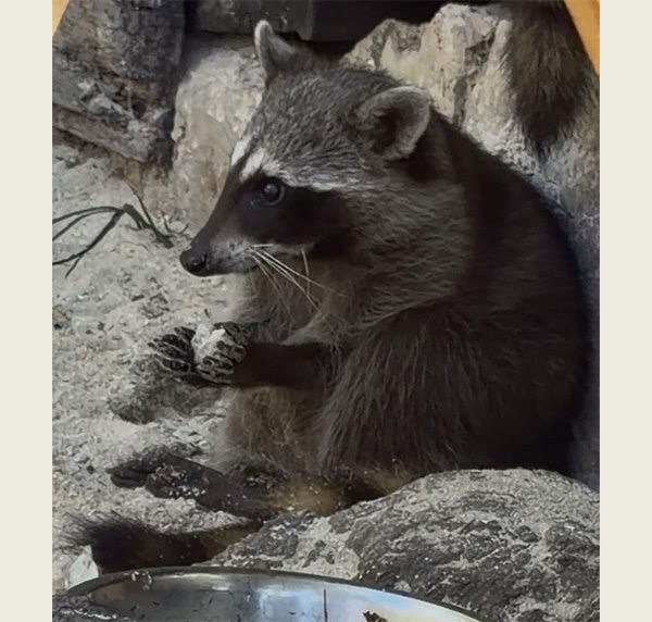 A Pygmy raccoon holds a ball made from crumpled paper 
