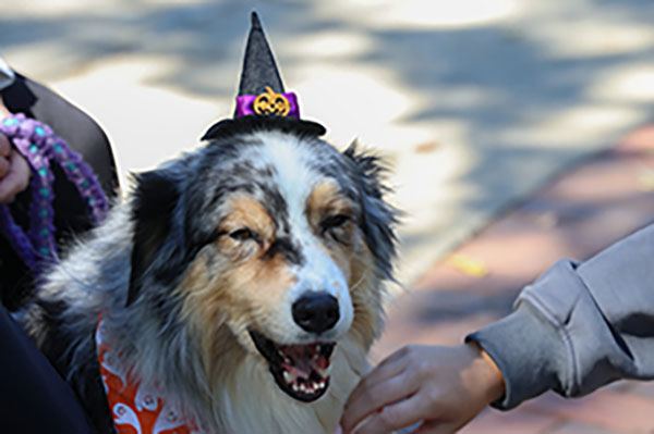 An Australian shepherd dog wearing a very small witches hat, during therapy dog at midterms day