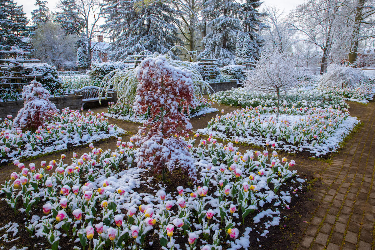 Snow in spring: snow dusts beautiful pink and yellow tulips and small Japanese maple trees at the Formal Gardens.