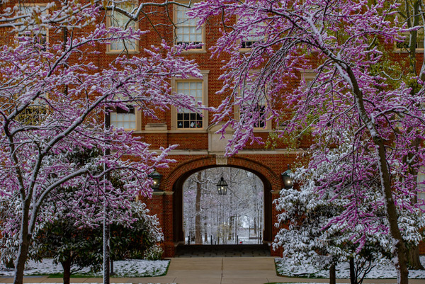 Flowering redbud trees dusted with snow frame the iconic view of Upham Arch.
