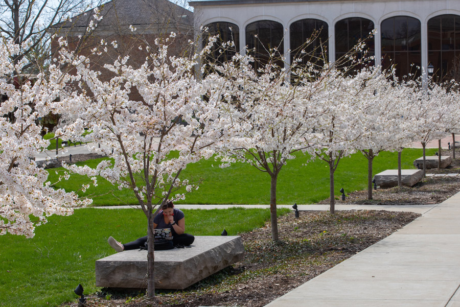 A student studies on a stone bench in the Fine Arts Plaza with a row of white flowering trees.