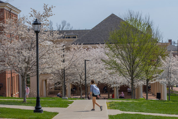Students walk toward Armstrong Student Center on a path with white flowering serviceberry trees.