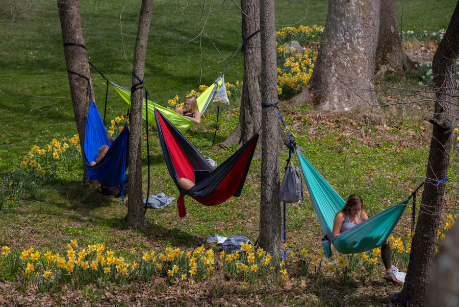 Four hammocks with a student in each, hung between trees with yellow daffodils below.