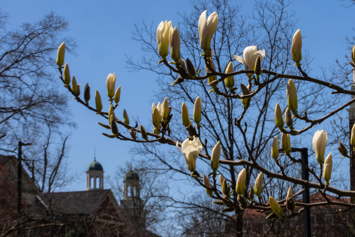 A closeup of magnolia blossoms with Harrison Hall in the background