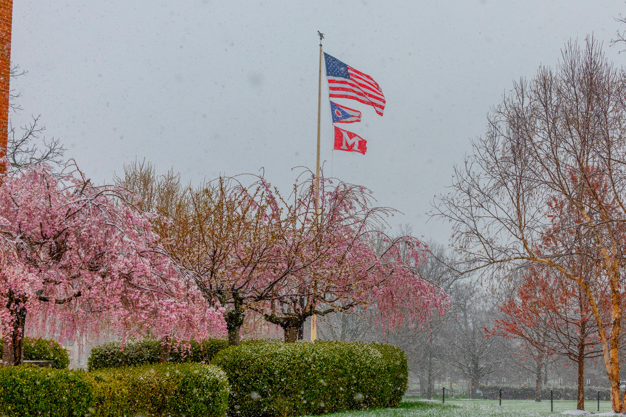 Flags billow in the wind with cherry blossoms in the foreground.