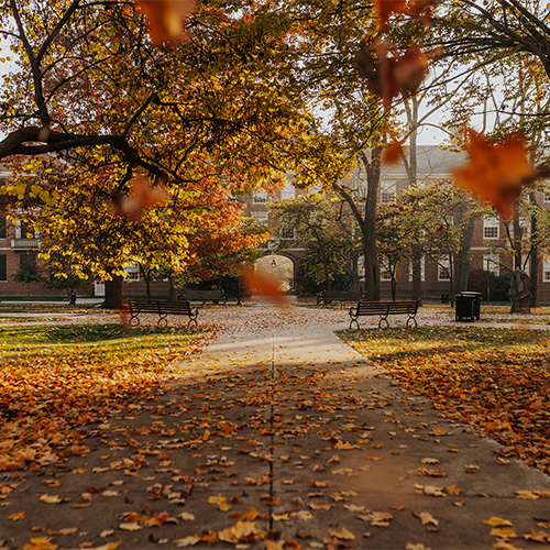 fall elaves falling from a tree in front of Upham arch