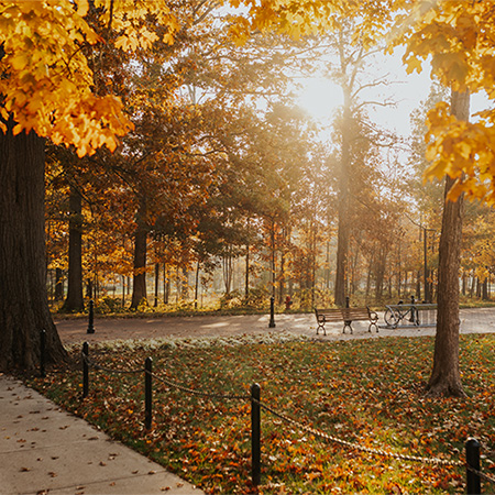 the sun shining through trees with yellow and orange fall leaves