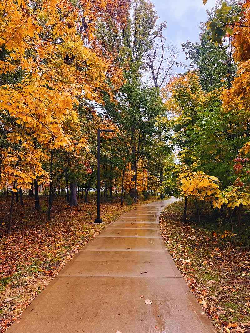 a winding path through a wooded area with fall leaves falling
