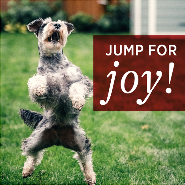 A dog jumping in the air. Jump for Joy