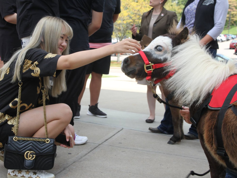 A student petting a mini horse. 