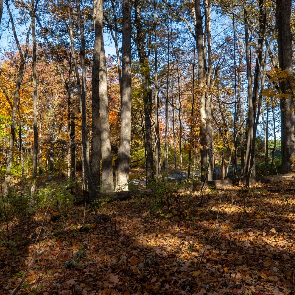 Hiking trail on Miami's Middletown Campus.