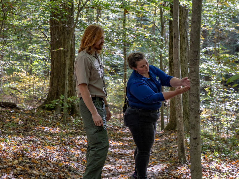 A student at his internship at Hueston Woods with his supervisor looking at a tree in the woods. 
