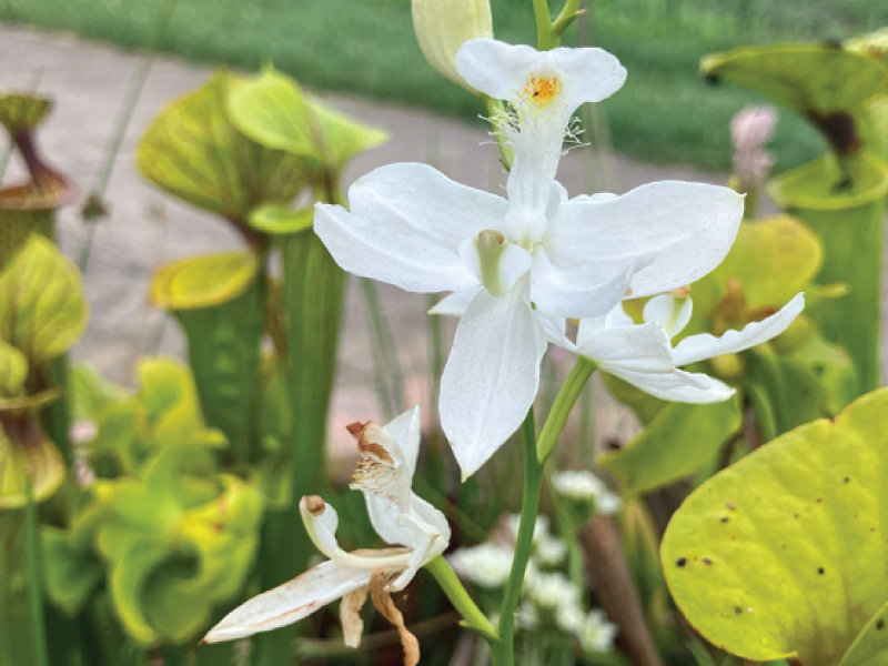 Close up of one of the flowers of the bog