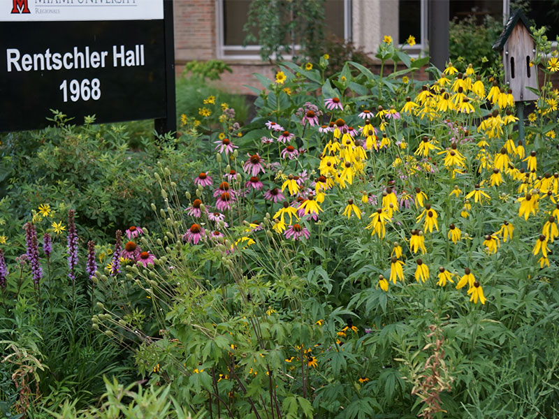 Yellow and purple flowers with a wooden bird house and a black sign reading Rentschler Hall.