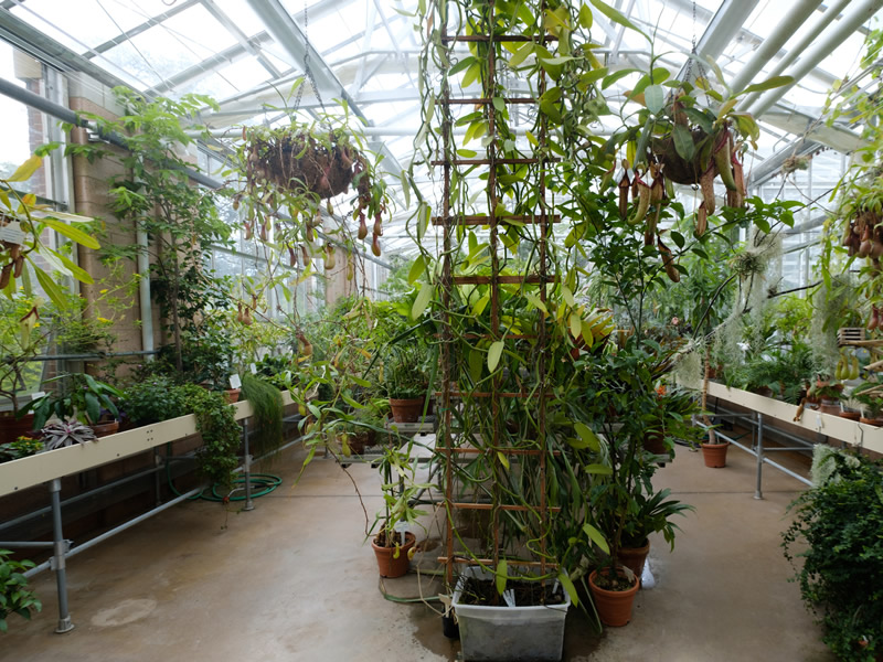 Multiple examples of tropical flora that is adapted to a hot, steamy environment, including vines climbing on structures, in pots on tables and the floor, and hanging from hooks attached to high bars.