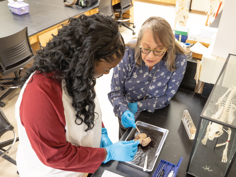 Associate Professor of Psychological Science Barbara Oswald showing a student the parts of the brain during a lab.