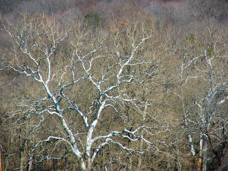 Trees in the woods in the winter