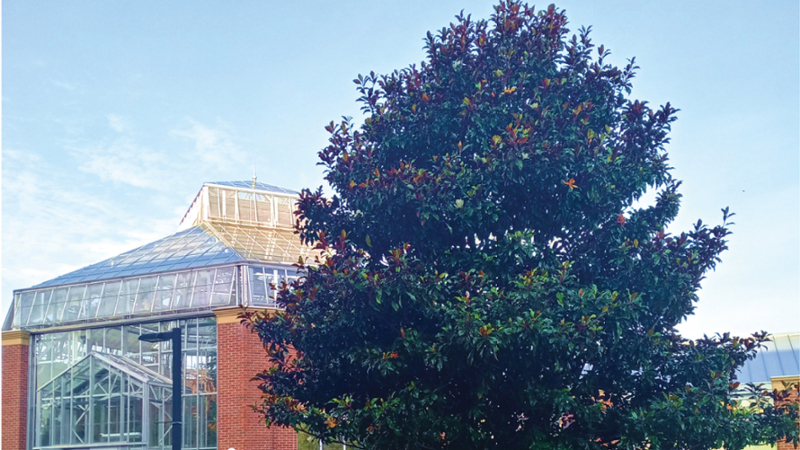 Southern Magnolia tree in front of the Conservatory