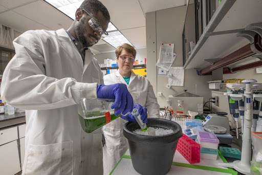 Researchers conducting a laboratory experiment involving the preparation of samples, with one pouring a liquid into a container while the other observes.